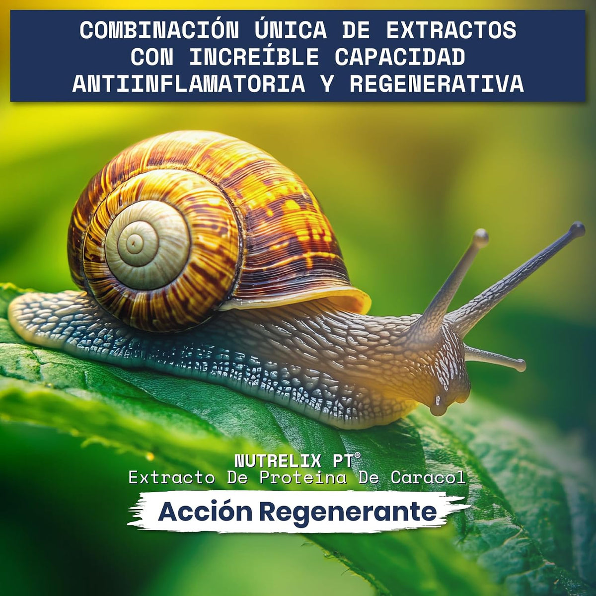 Helix Original Proteina De Caracol